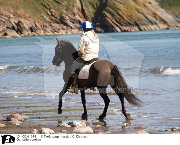 Gangpferdereiten / riding woman / CD-01074