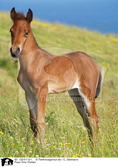 Paso Fino Fohlen / CD-01121