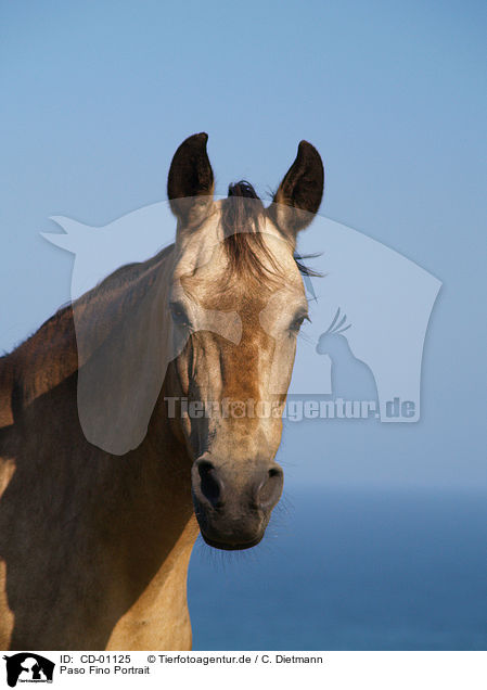 Paso Fino Portrait / CD-01125