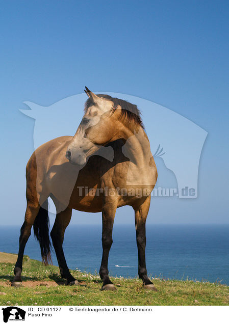 Paso Fino / CD-01127