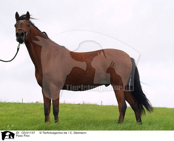 Paso Fino / CD-01137