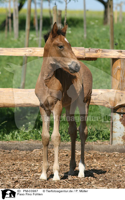 Paso Fino Fohlen / Paso Fino foal / PM-03987