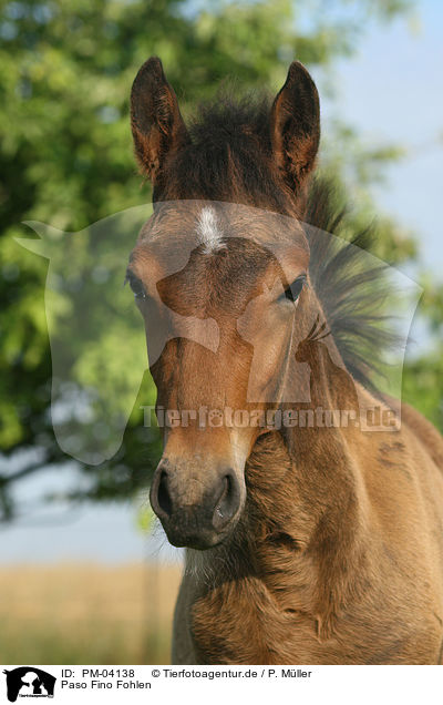 Paso Fino Fohlen / Paso Fino foal / PM-04138