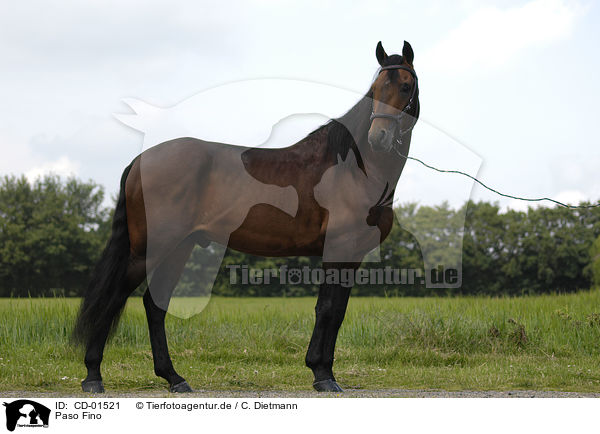 Paso Fino / Paso Fino / CD-01521