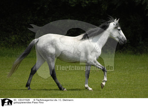 galoppierendes Paso Fino / galloping Paso Fino / CD-01526