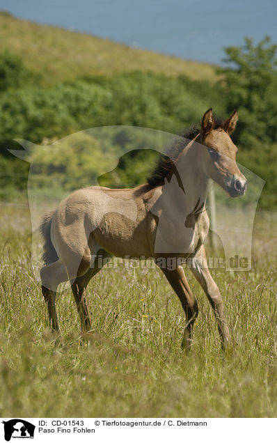 Paso Fino Fohlen / CD-01543
