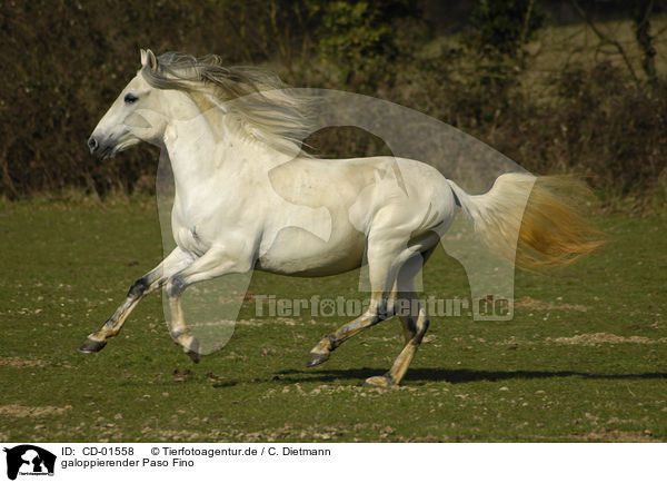 galoppierender Paso Fino / galloping Paso Fino / CD-01558