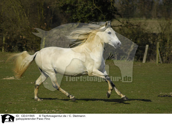 galoppierender Paso Fino / galloping Paso Fino / CD-01565