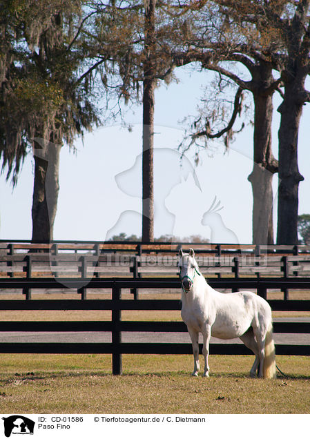 Paso Fino / CD-01586