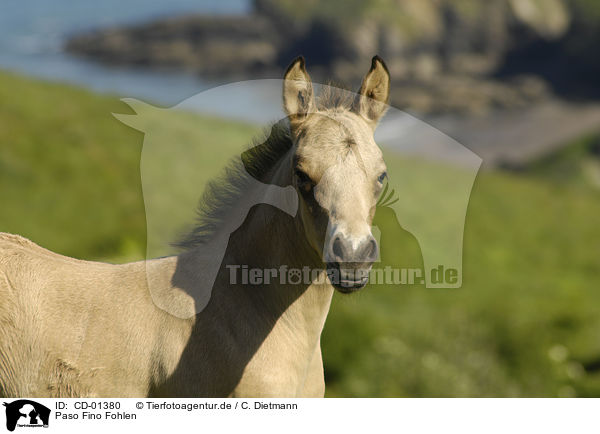 Paso Fino Fohlen / CD-01380