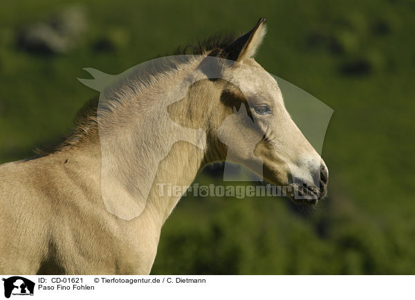 Paso Fino Fohlen / Paso Fino foal / CD-01621