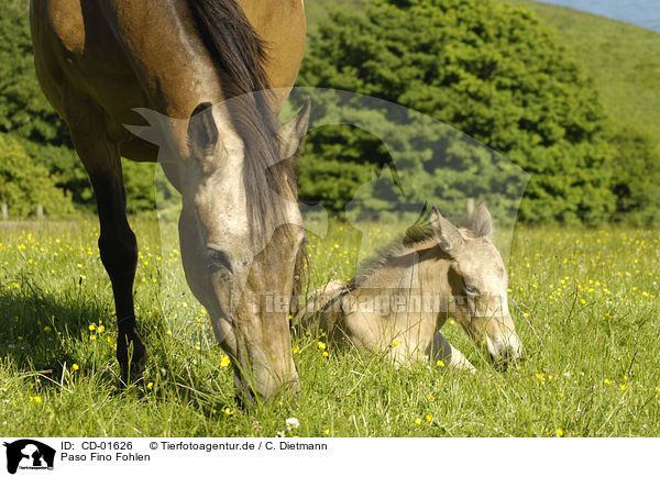 Paso Fino Fohlen / CD-01626