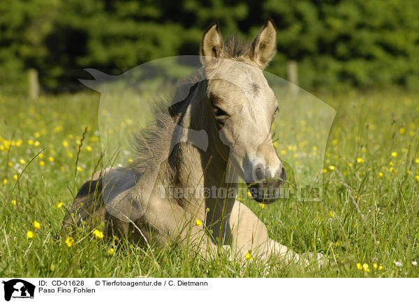 Paso Fino Fohlen / CD-01628