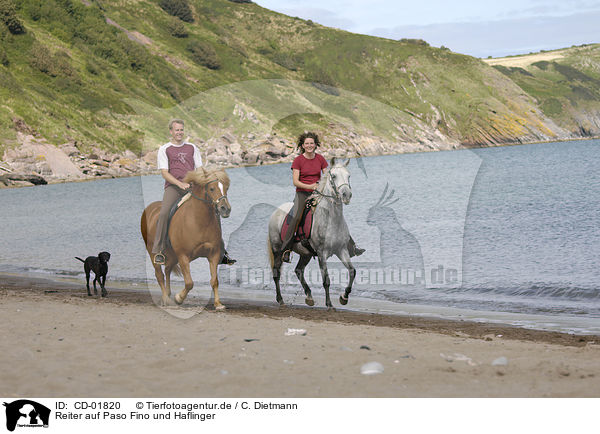 Reiter auf Paso Fino und Haflinger / riders on Paso Fino and haflinger horse / CD-01820