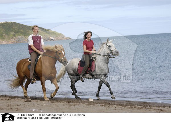 Reiter auf Paso Fino und Haflinger / riders on Paso Fino and haflinger horse / CD-01821