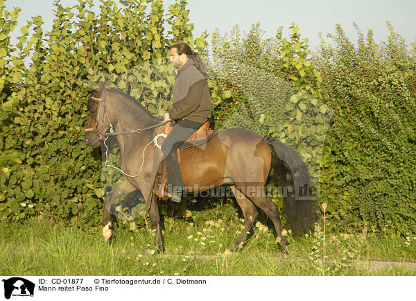 Mann reitet Paso Fino / CD-01877