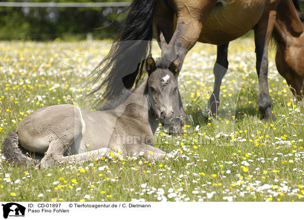 Paso Fino Fohlen / Paso Fino foal / CD-01897