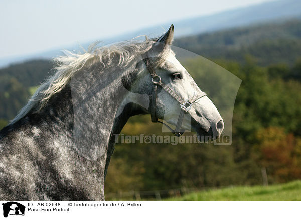 Paso Fino Portrait / AB-02648
