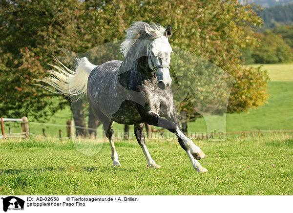 galoppierender Paso Fino / AB-02658