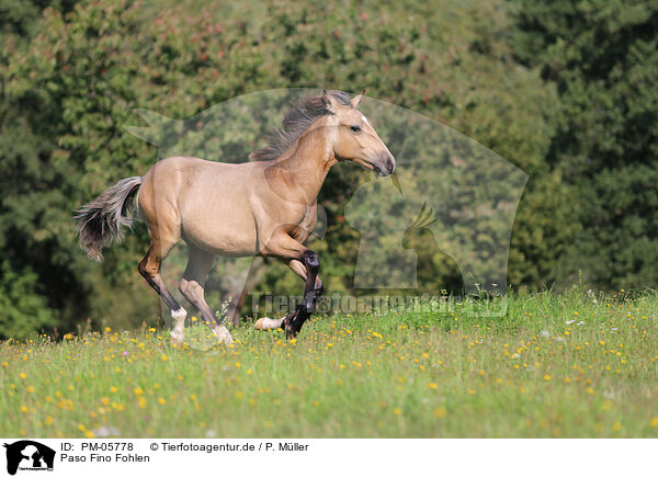 Paso Fino Fohlen / Paso Fino Foal / PM-05778