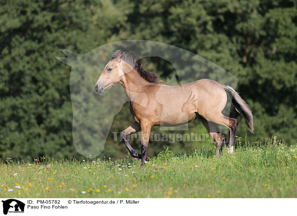 Paso Fino Fohlen / Paso Fino Foal / PM-05782