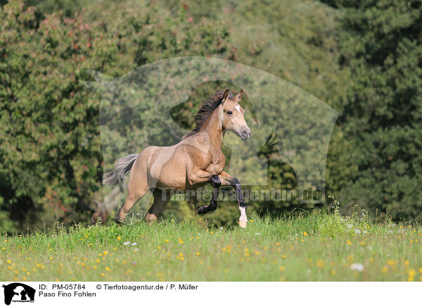 Paso Fino Fohlen / Paso Fino Foal / PM-05784