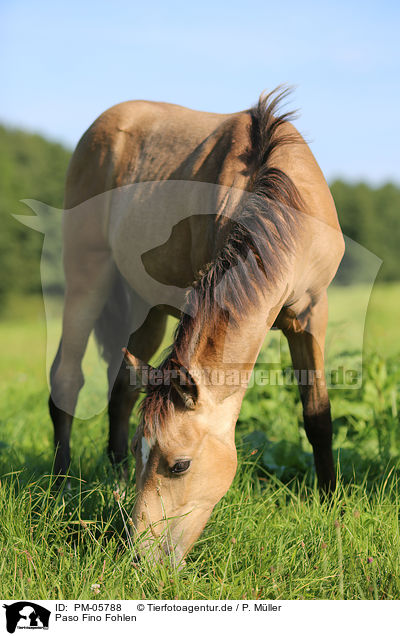 Paso Fino Fohlen / Paso Fino Foal / PM-05788