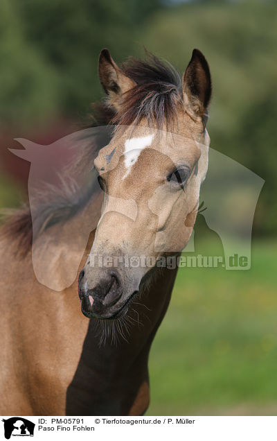 Paso Fino Fohlen / Paso Fino Foal / PM-05791