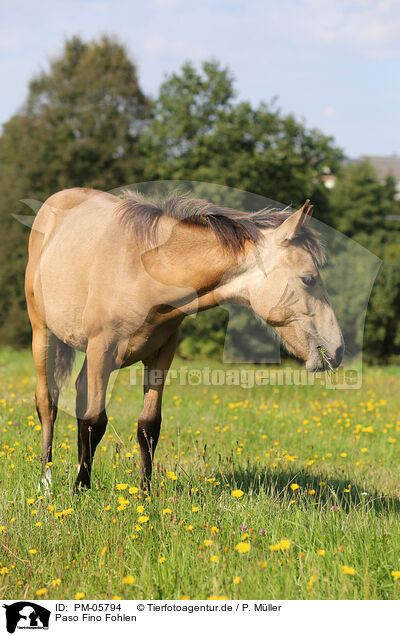 Paso Fino Fohlen / Paso Fino Foal / PM-05794