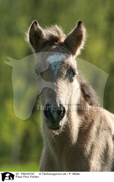 Paso Fino Fohlen / Paso Fino Foal / PM-05797