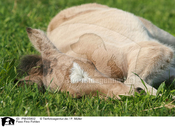 Paso Fino Fohlen / Paso Fino Foal / PM-05802