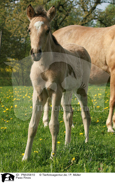 Paso Finos / PM-05810