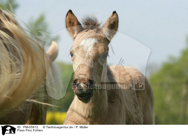 Paso Fino Fohlen / PM-05812