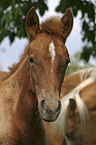 Paso Fino Hengstfohlen 