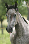 Paso Fino Portrait