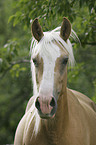 Paso Fino Portrait