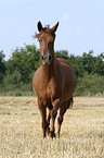 Paso Fino in Bewegung