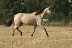 Paso Fino in Bewegung