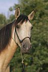 Paso Fino Portrait