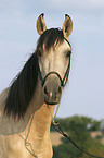 Paso Fino Portrait