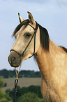 Paso Fino Portrait