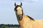 Paso Fino Portrait