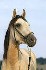 Paso Fino Portrait