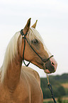 Paso Fino Portrait