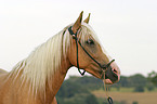 Paso Fino Portrait