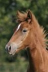 Paso Fino Portrait