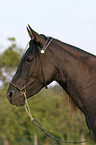 Paso Fino Portrait