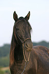 Paso Fino Portrait