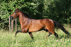 Paso Fino