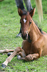 Paso Fino Fohlen